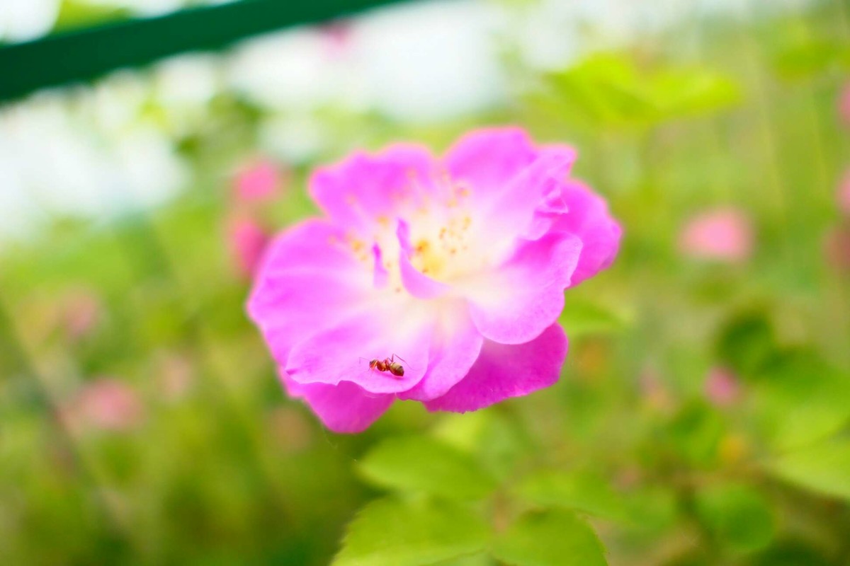 周末出门，微距拍花
