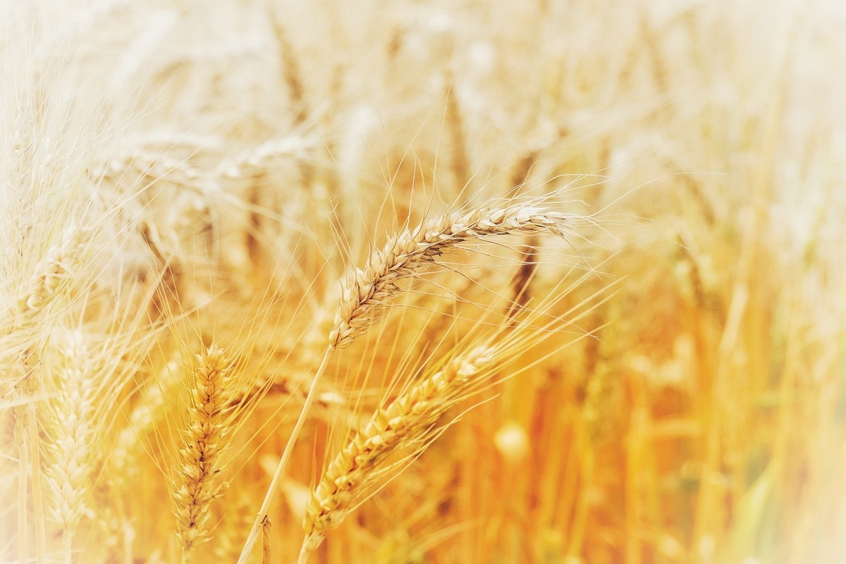 农趣－－－收获季节