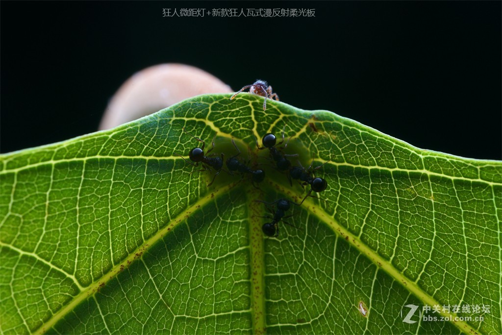 狂人瓦式漫反柔光板测试片