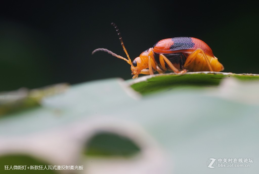 狂人瓦式漫反柔光板测试片