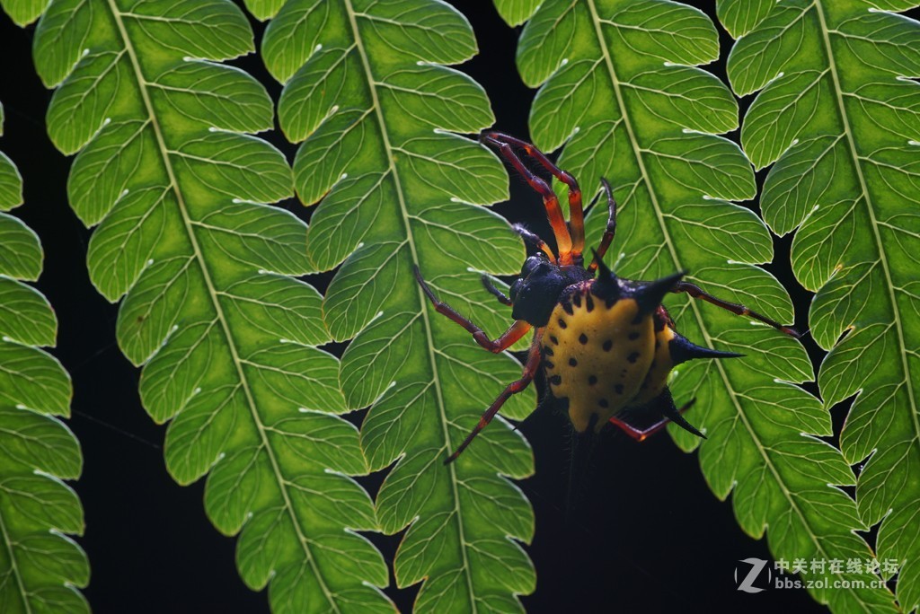 狂人瓦式漫反柔光板测试片