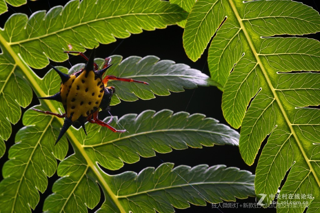 狂人瓦式漫反柔光板测试片
