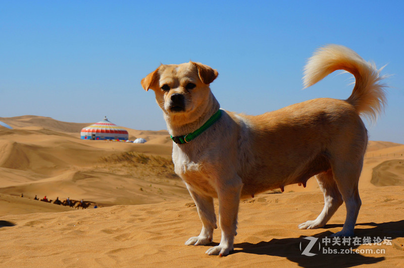 假期游内蒙响沙湾,山西老牛湾.