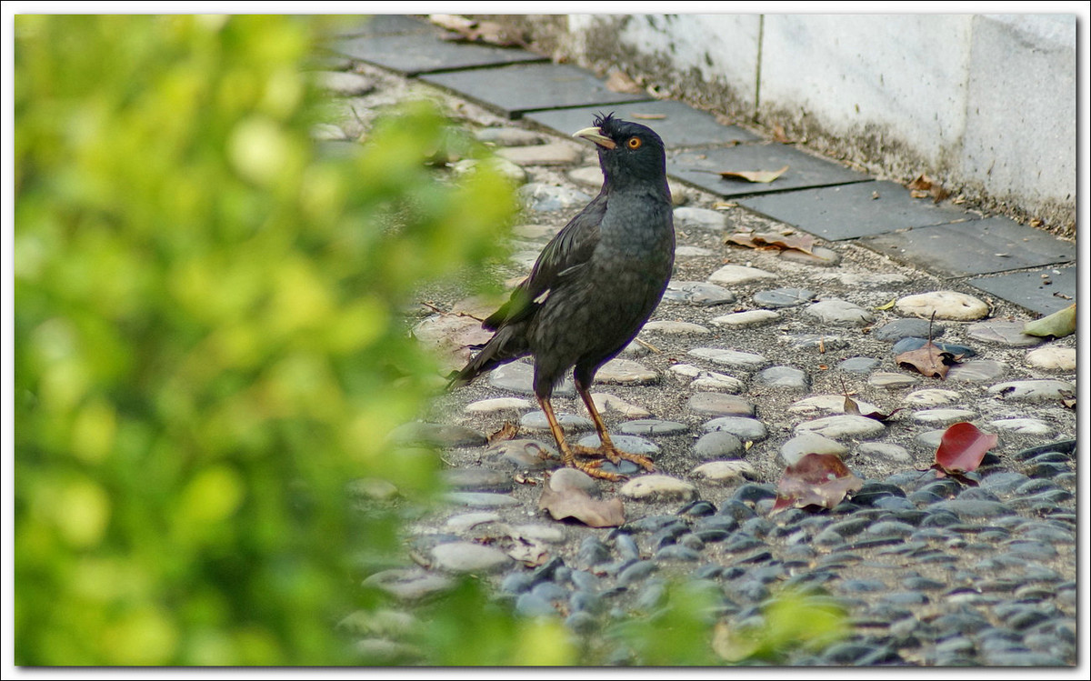 【乌鸦与八哥】