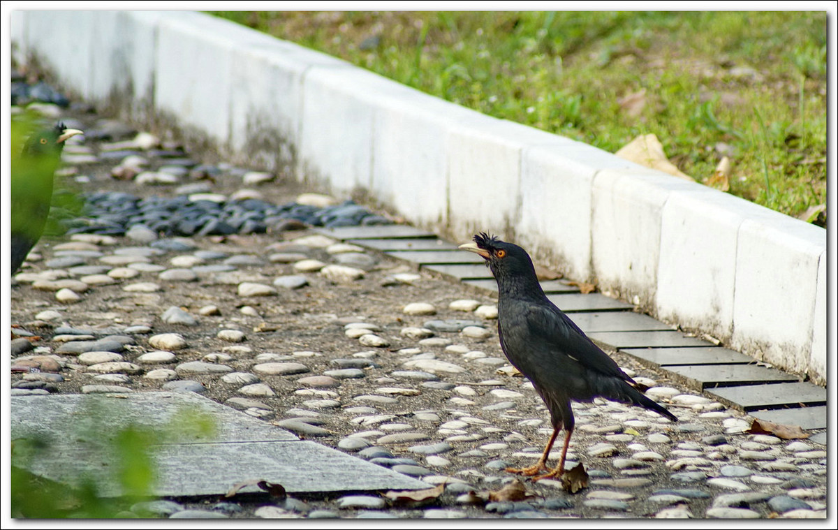 【乌鸦与八哥】