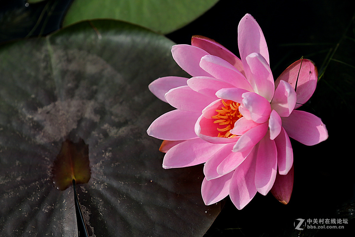 睡莲花一组，贺好友“晚之秋”荣任佳能5DsR板块版主。