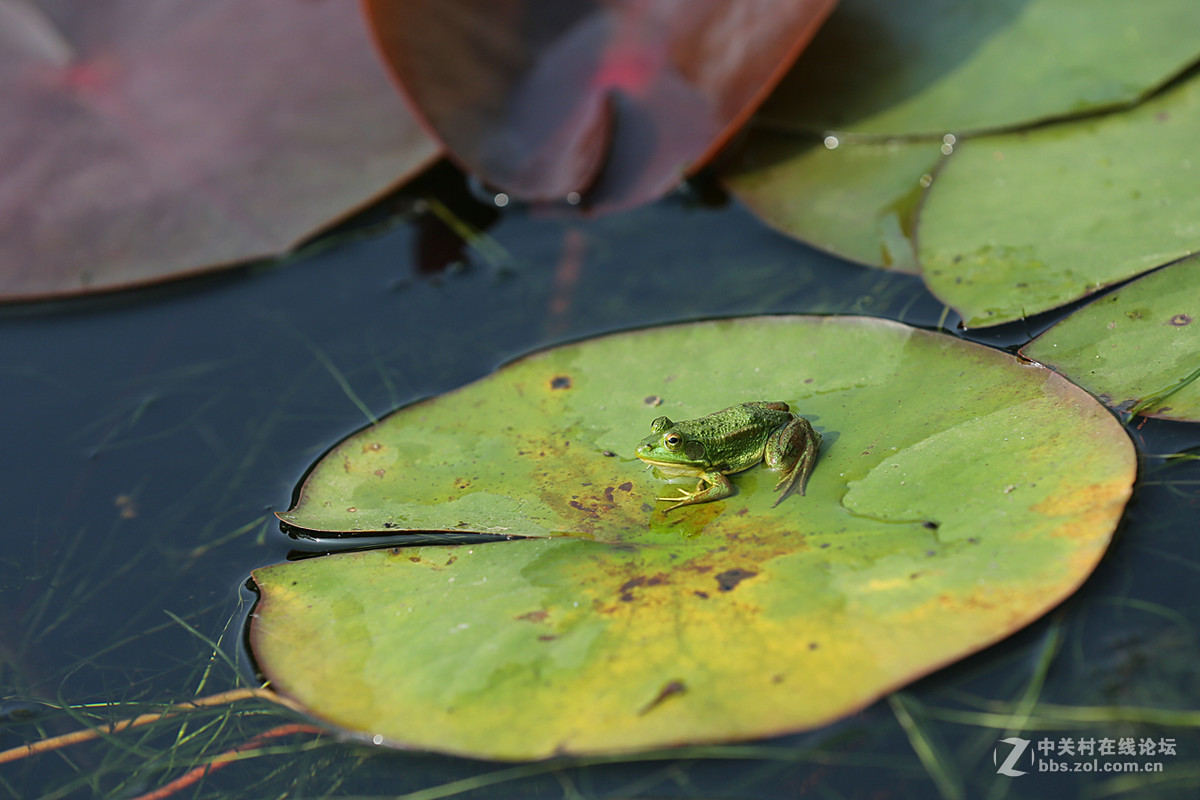 睡莲花一组，贺好友“晚之秋”荣任佳能5DsR板块版主。