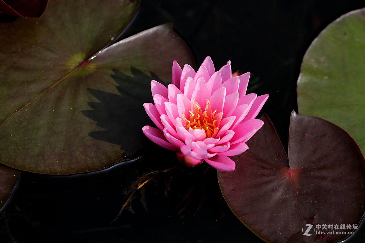 睡莲花一组，贺好友“晚之秋”荣任佳能5DsR板块版主。