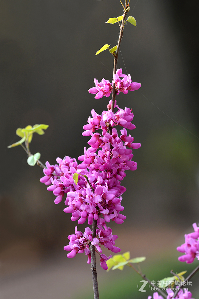 2016074豆科紫荆花4