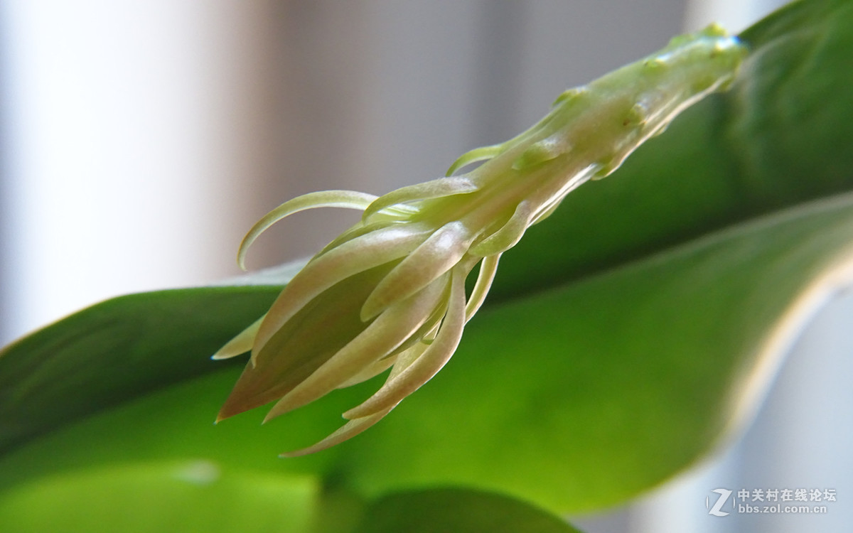 微距昙花延时摄影