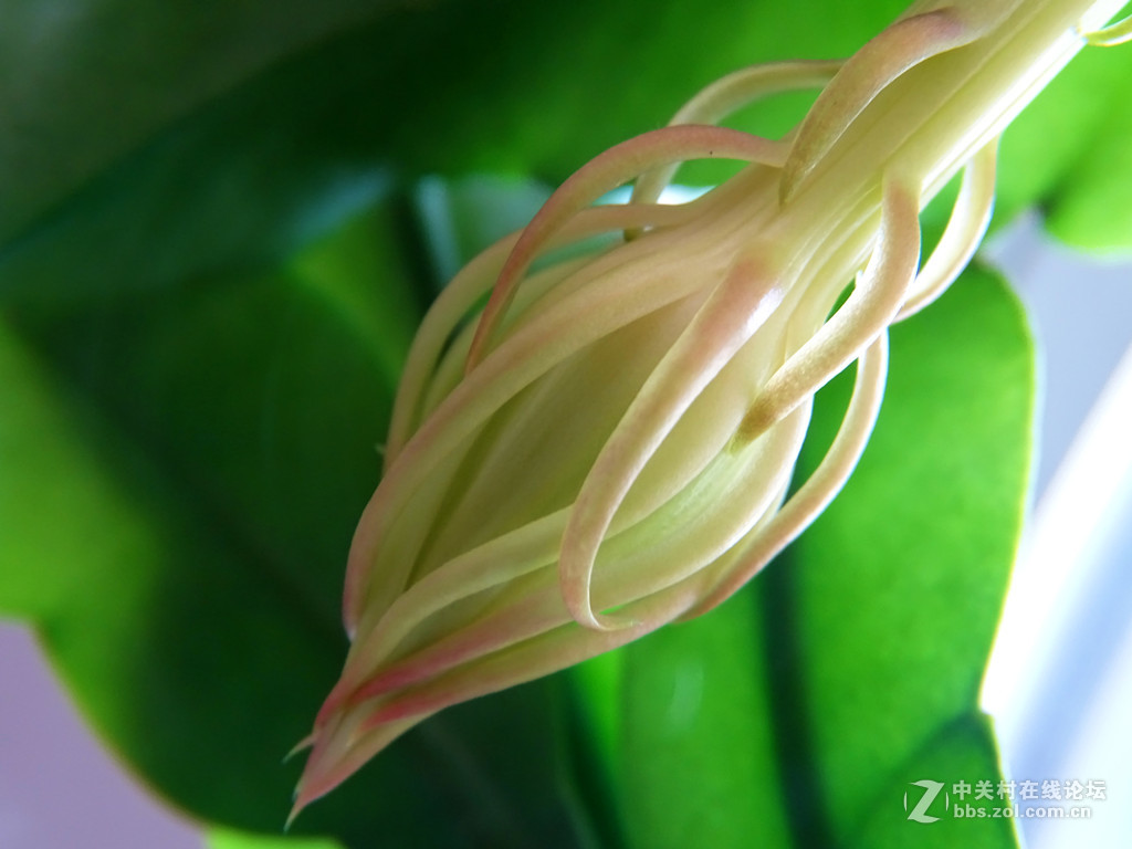 微距昙花延时摄影