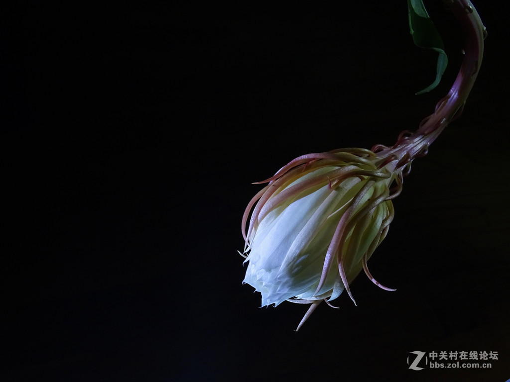 微距昙花延时摄影