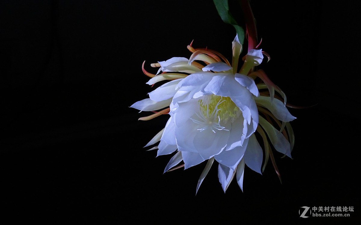 微距昙花延时摄影