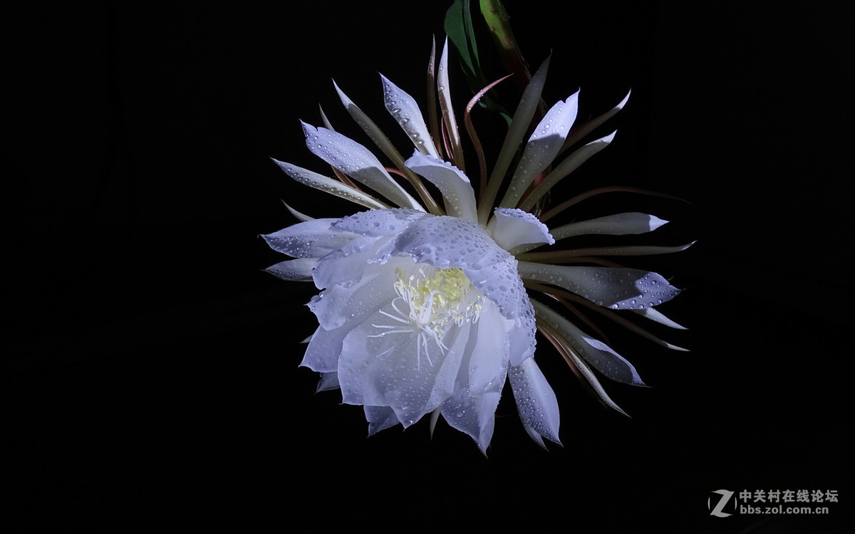 微距昙花延时摄影