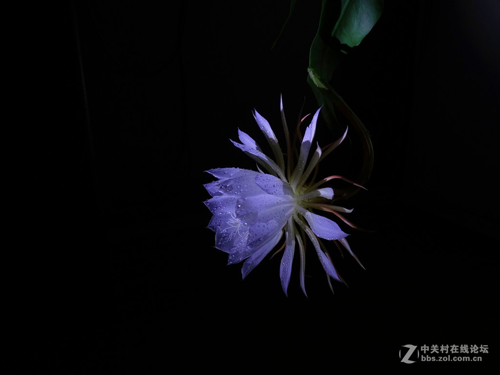 微距昙花延时摄影