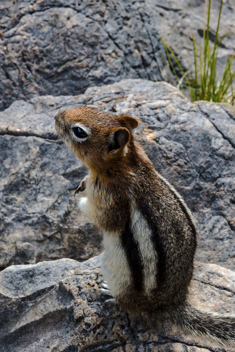 加拿大、美国游记（003）：赴班芙国家公园途中抓拍（二）