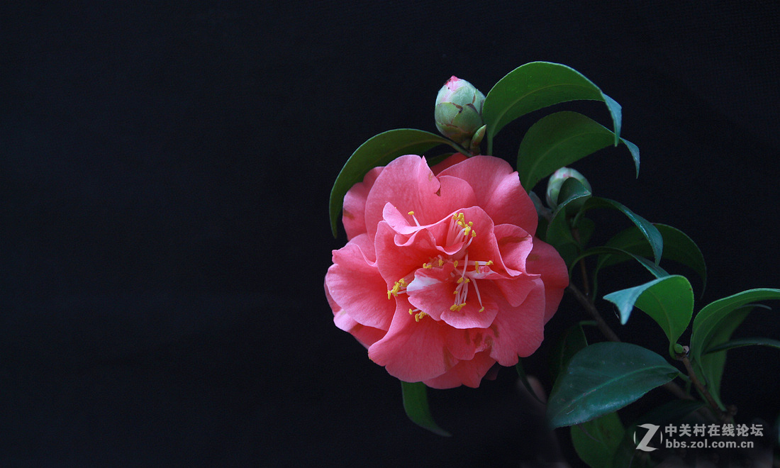 茶花