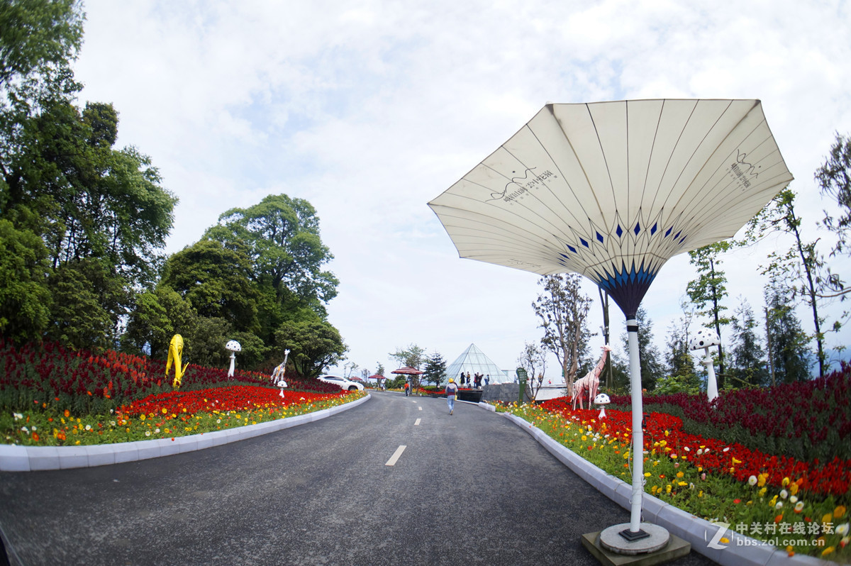峨眉山半山上的雲中花嶺