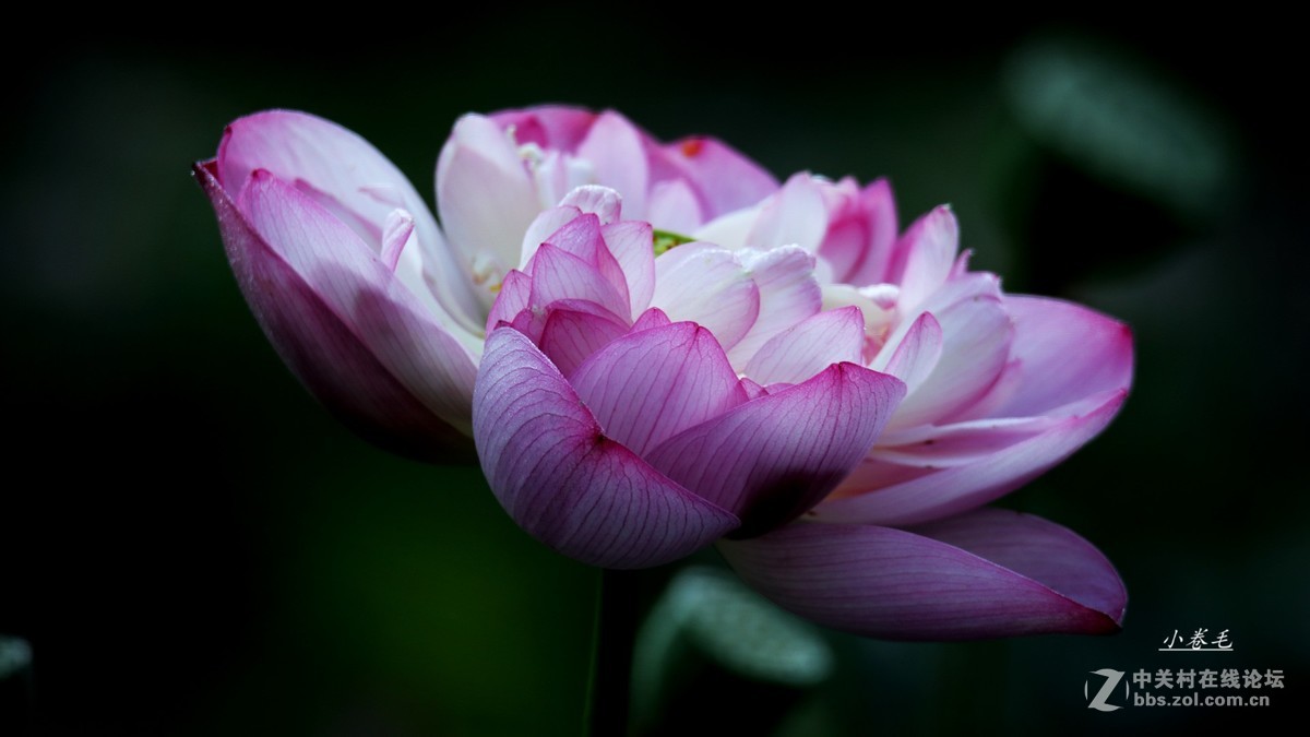 新进腾龙150-600大炮拍荷花