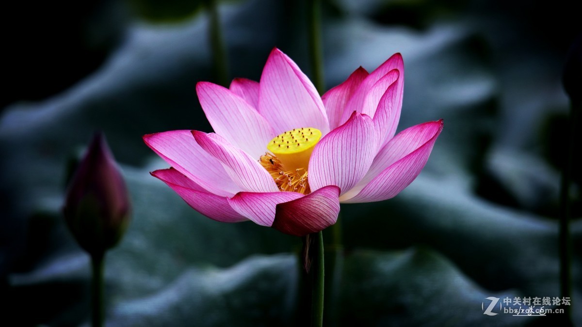 新进腾龙150-600大炮拍荷花