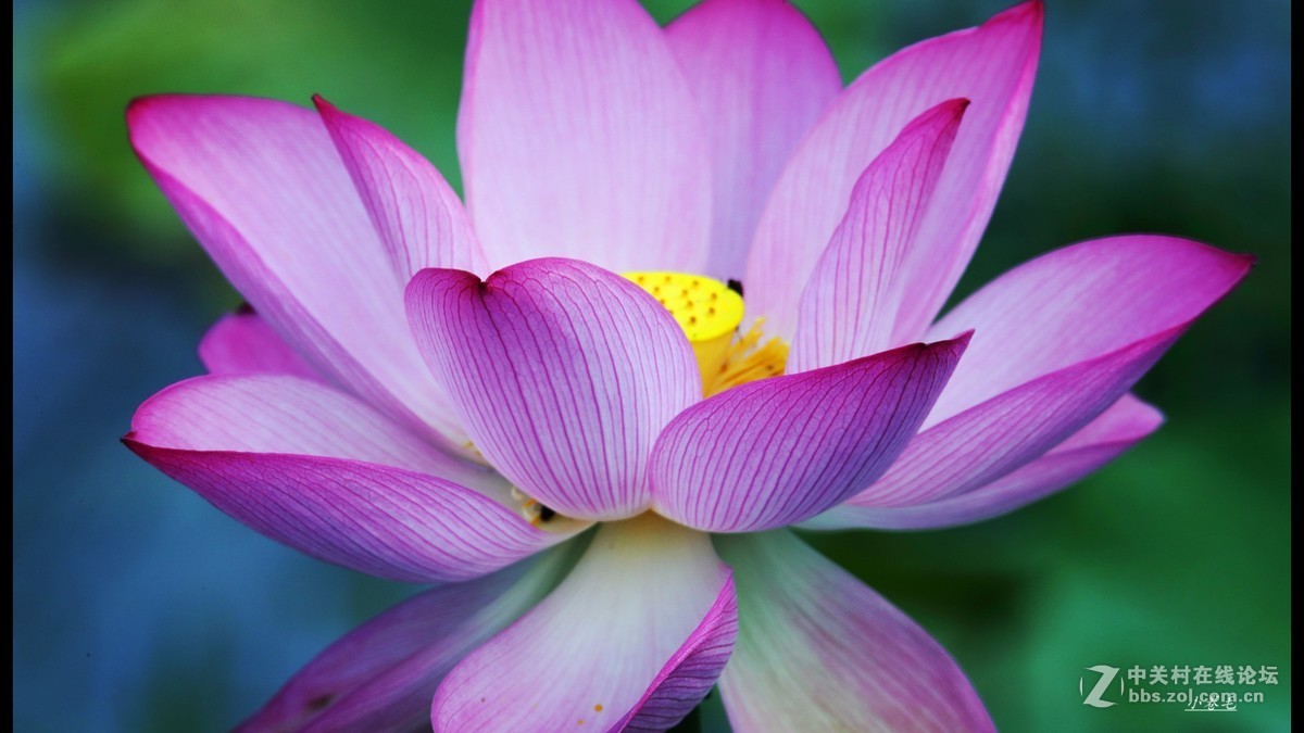 新进腾龙150-600大炮拍荷花