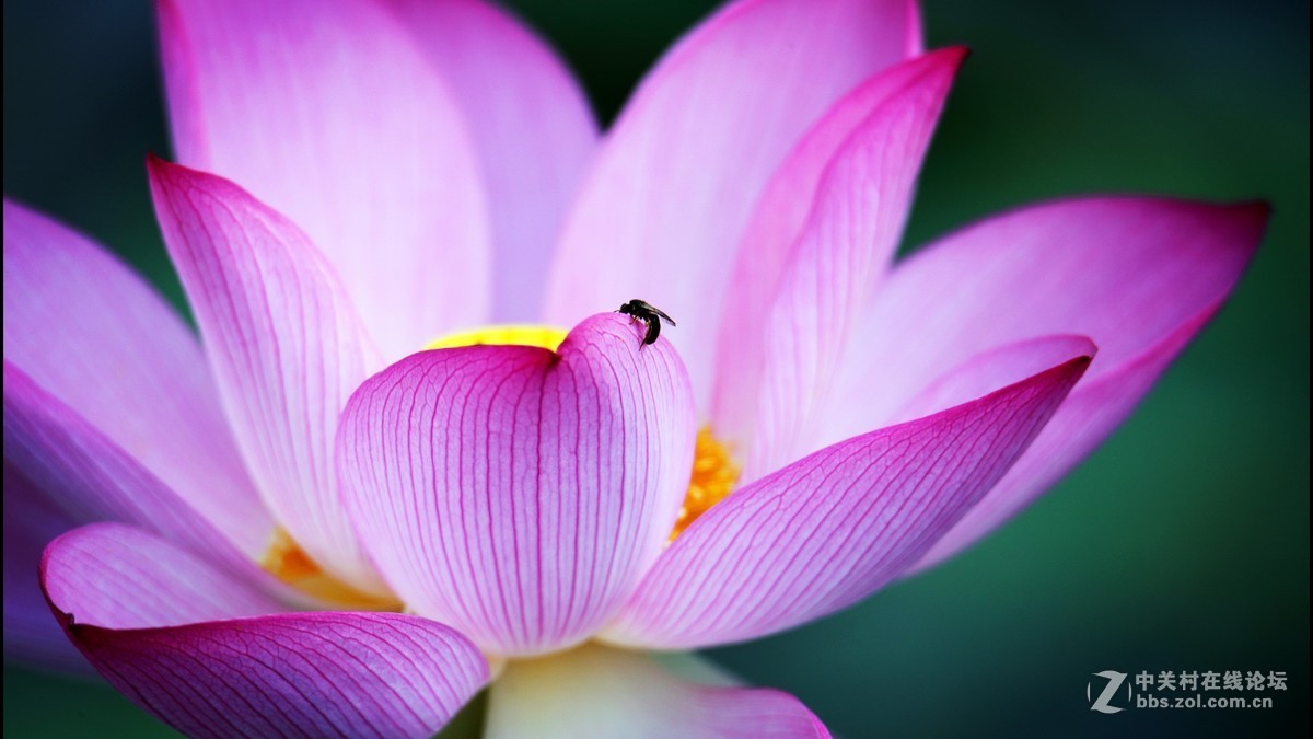 新进腾龙150-600大炮拍荷花