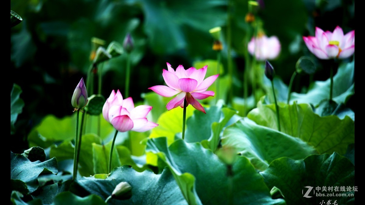 新进腾龙150-600大炮拍荷花