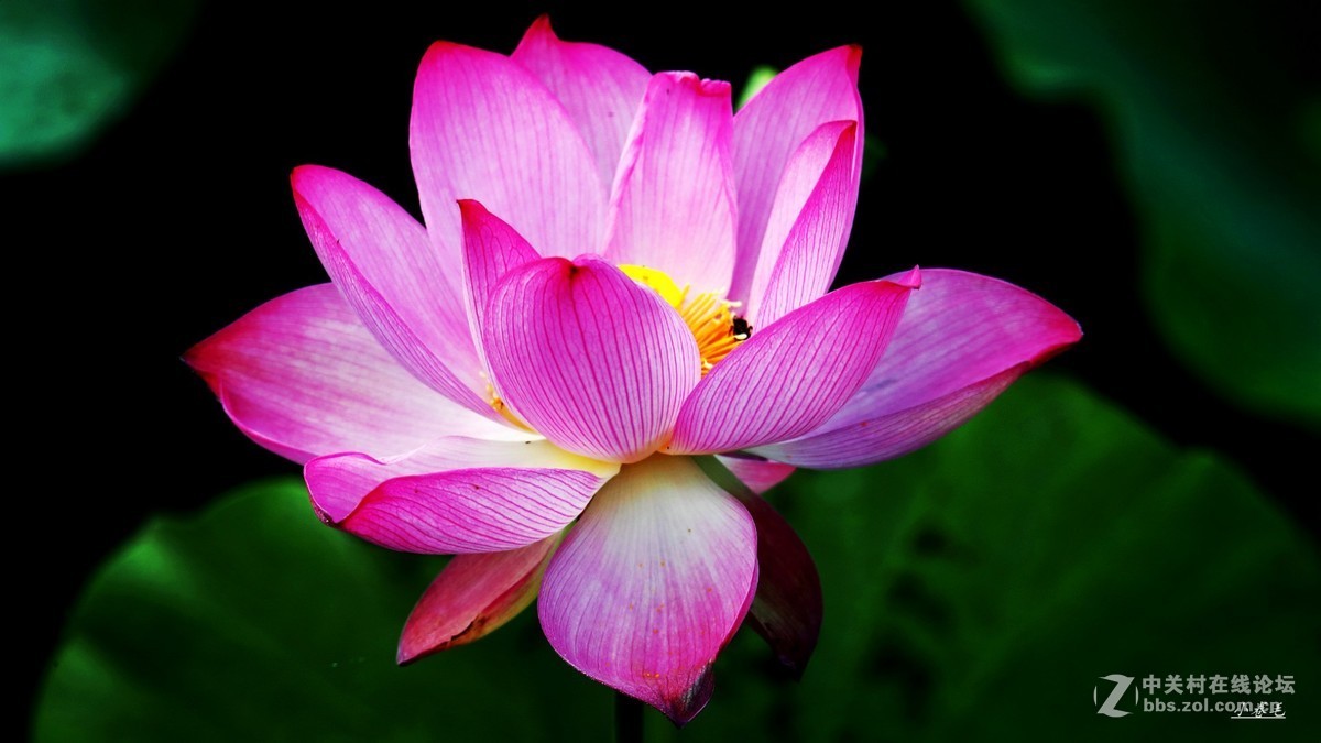 新进腾龙150-600大炮拍荷花