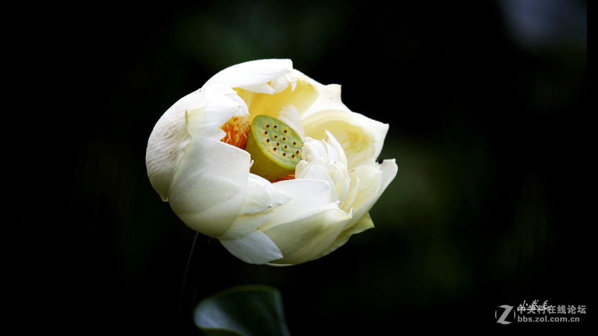 新进腾龙150-600大炮拍荷花