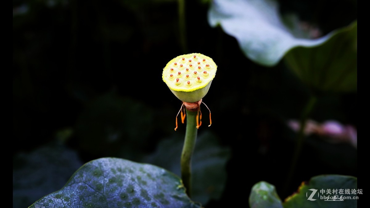 新进腾龙150-600大炮拍荷花