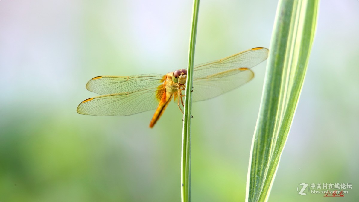 新进腾龙150-600大炮拍荷花