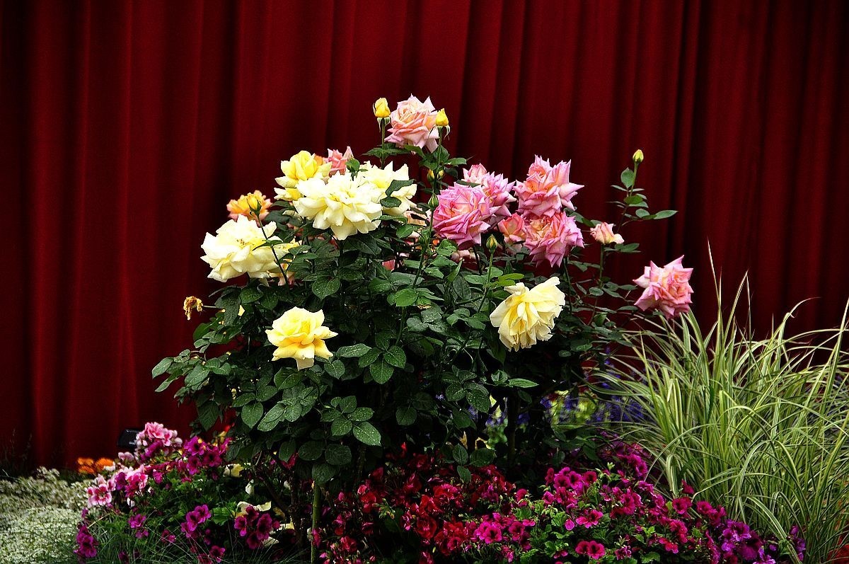 千种世园花卉顺义预展 纪实片（四）