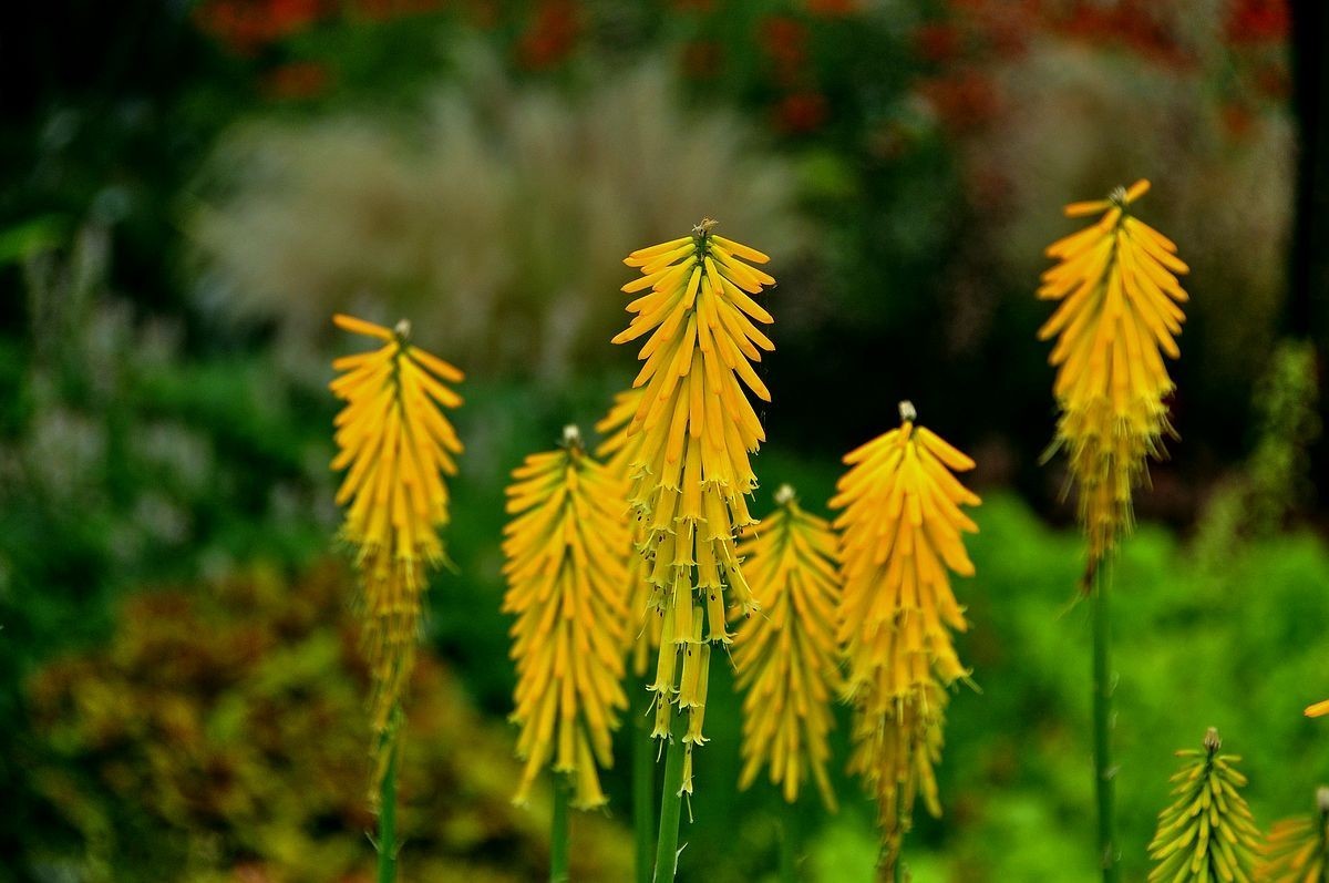 千种世园花卉顺义预展 纪实片（四）