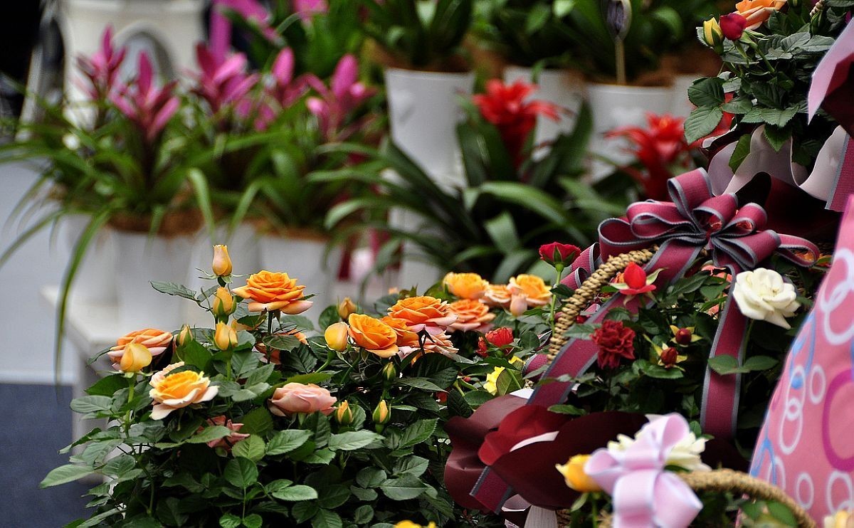 千种世园花卉顺义预展 纪实片（四）