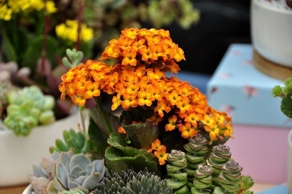 千种世园花卉顺义预展 纪实片（四）