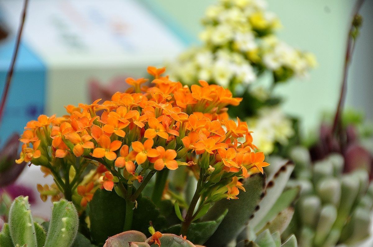 千种世园花卉顺义预展 纪实片（四）