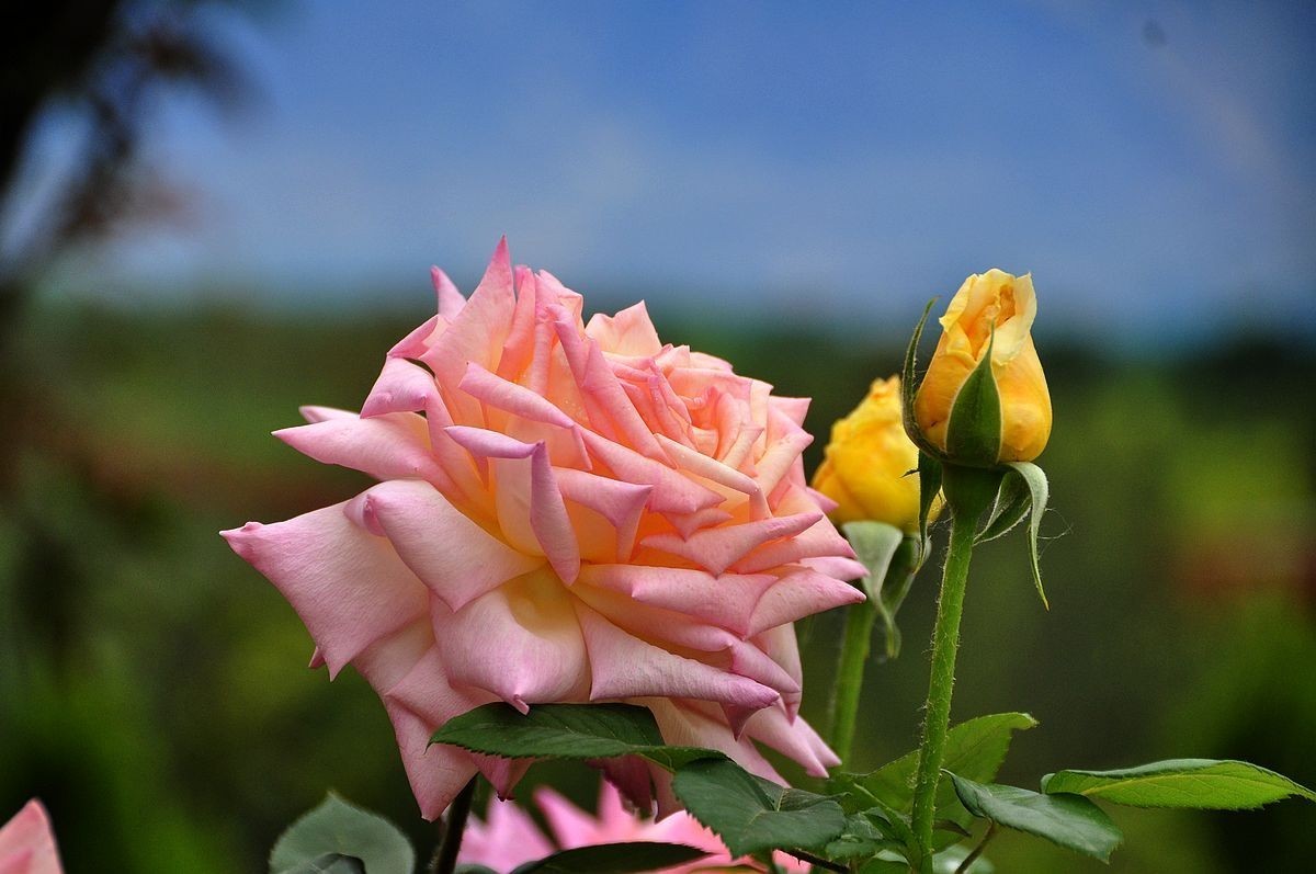 千种世园花卉顺义预展 纪实片（四）