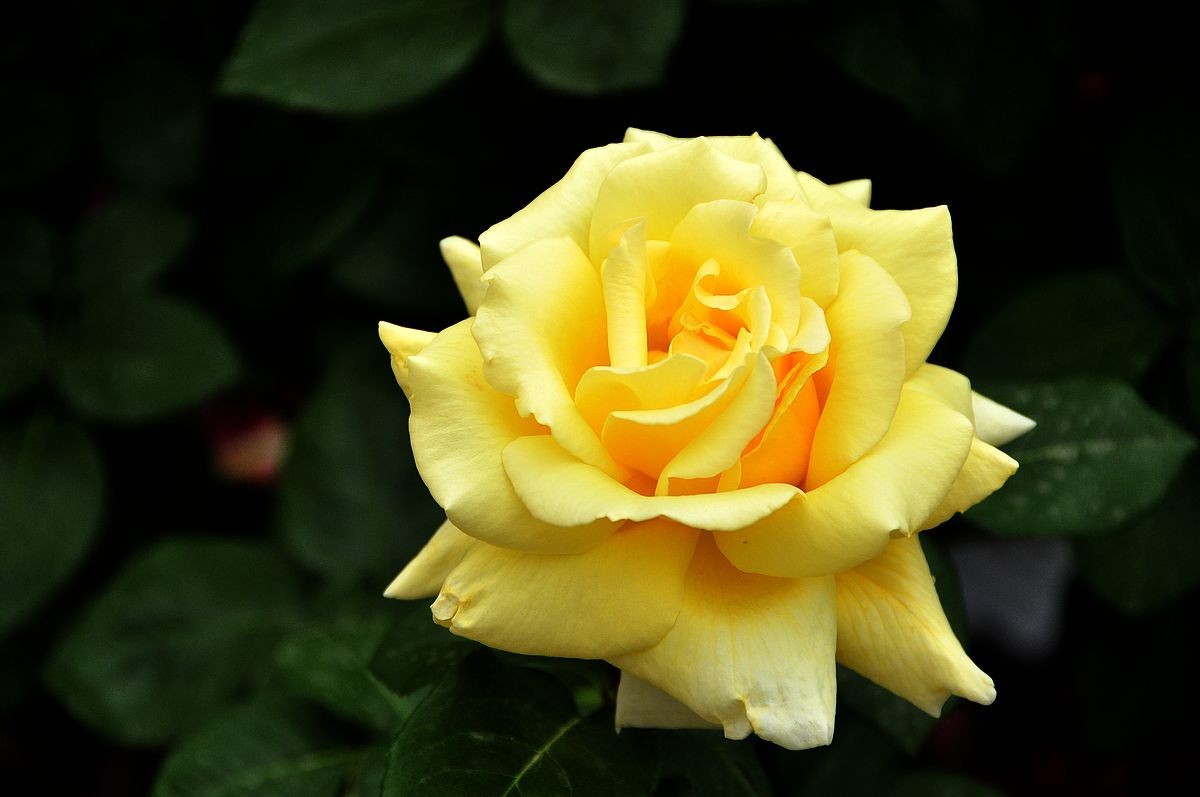 千种世园花卉顺义预展 纪实片（四）