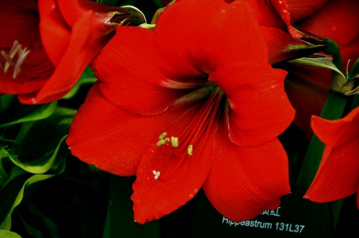 千种世园花卉顺义预展 纪实片（四）