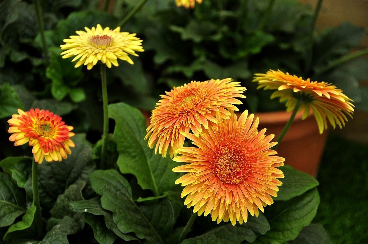 千种世园花卉顺义预展 纪实片（四）