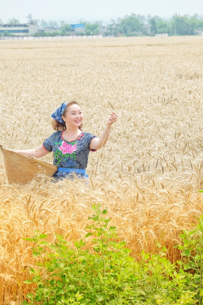 农趣－－－收获季节
