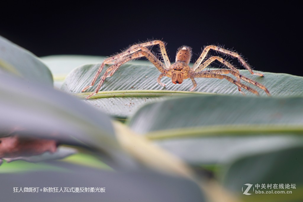 狂人瓦式漫反柔光板测试片