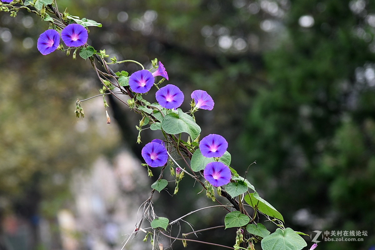 野花地的牵牛花