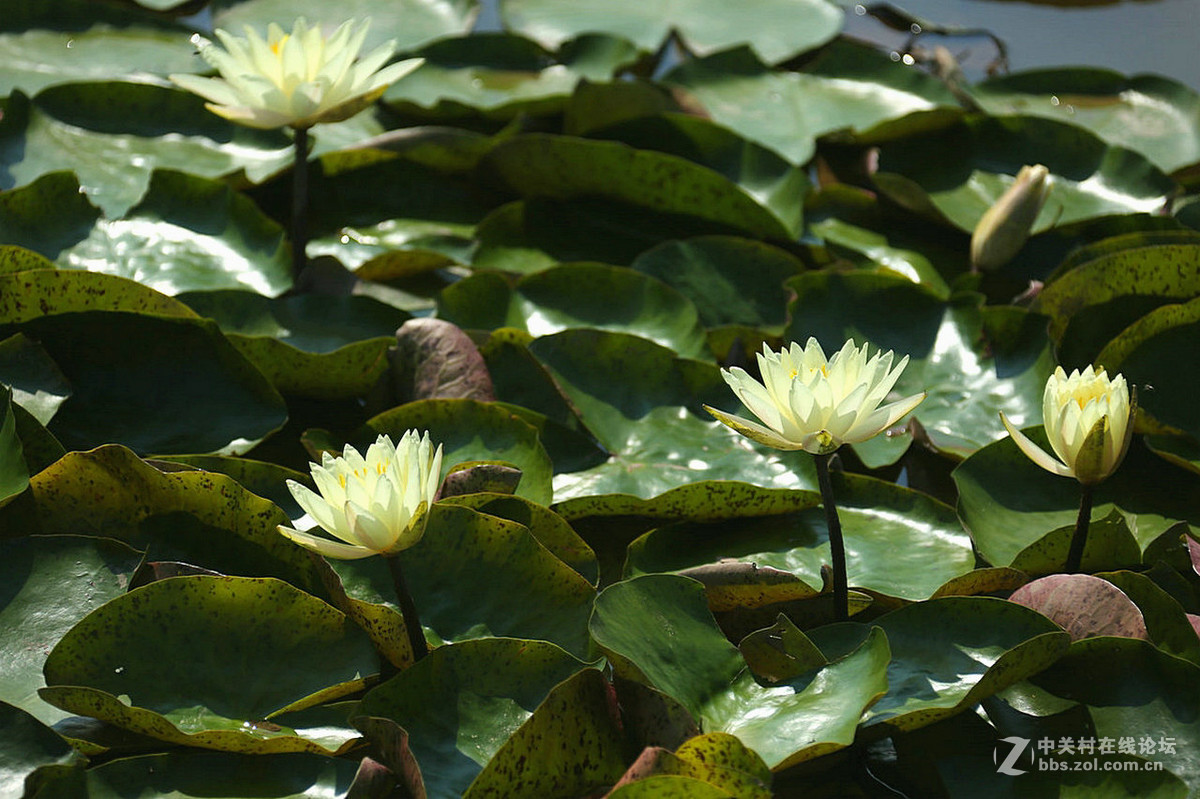 我赞美睡莲低调的品格