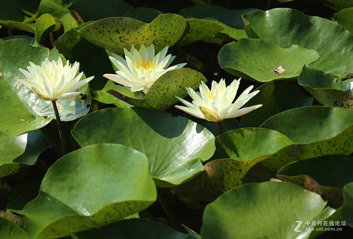 我赞美睡莲低调的品格