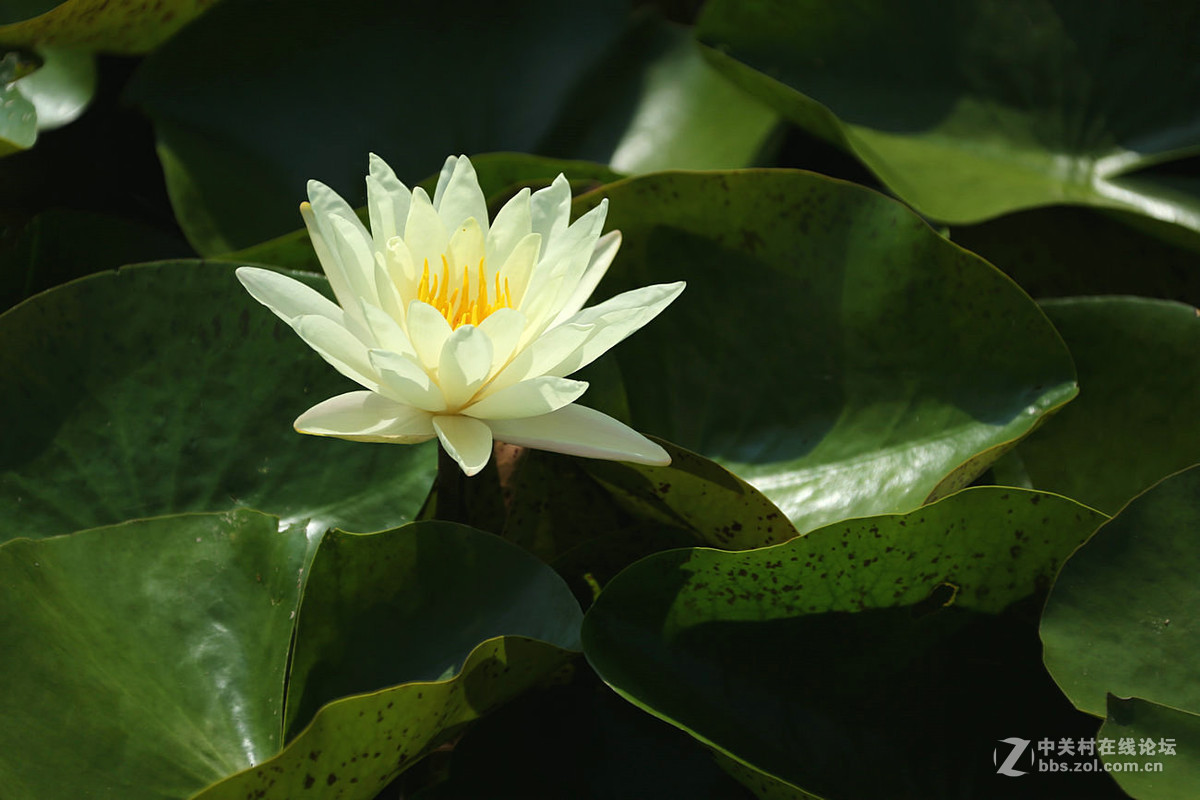 我赞美睡莲低调的品格