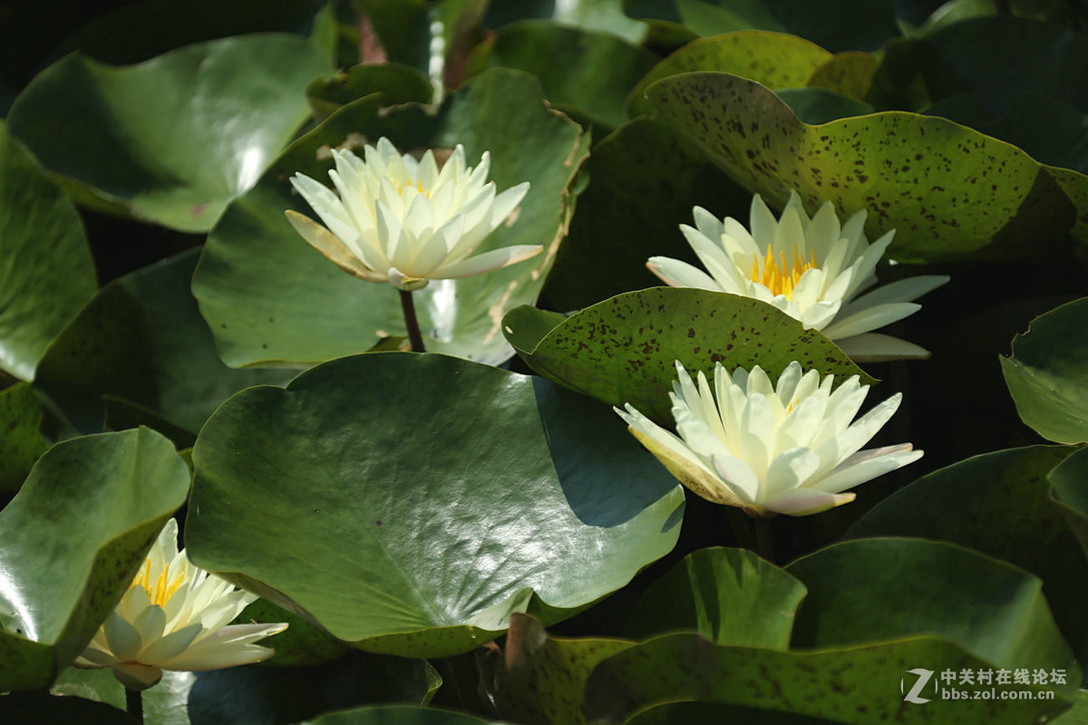 我赞美睡莲低调的品格