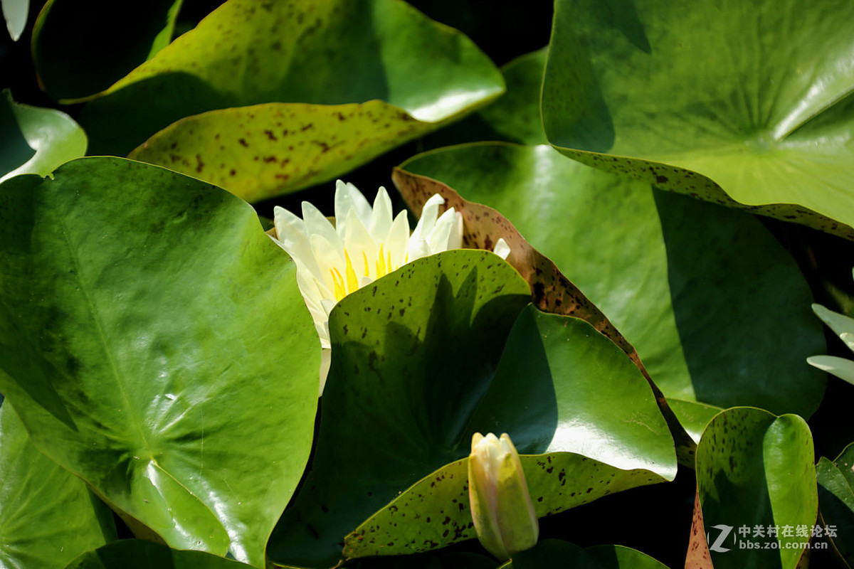 我赞美睡莲低调的品格