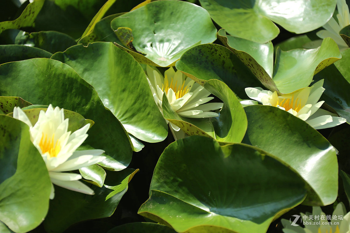 我赞美睡莲低调的品格