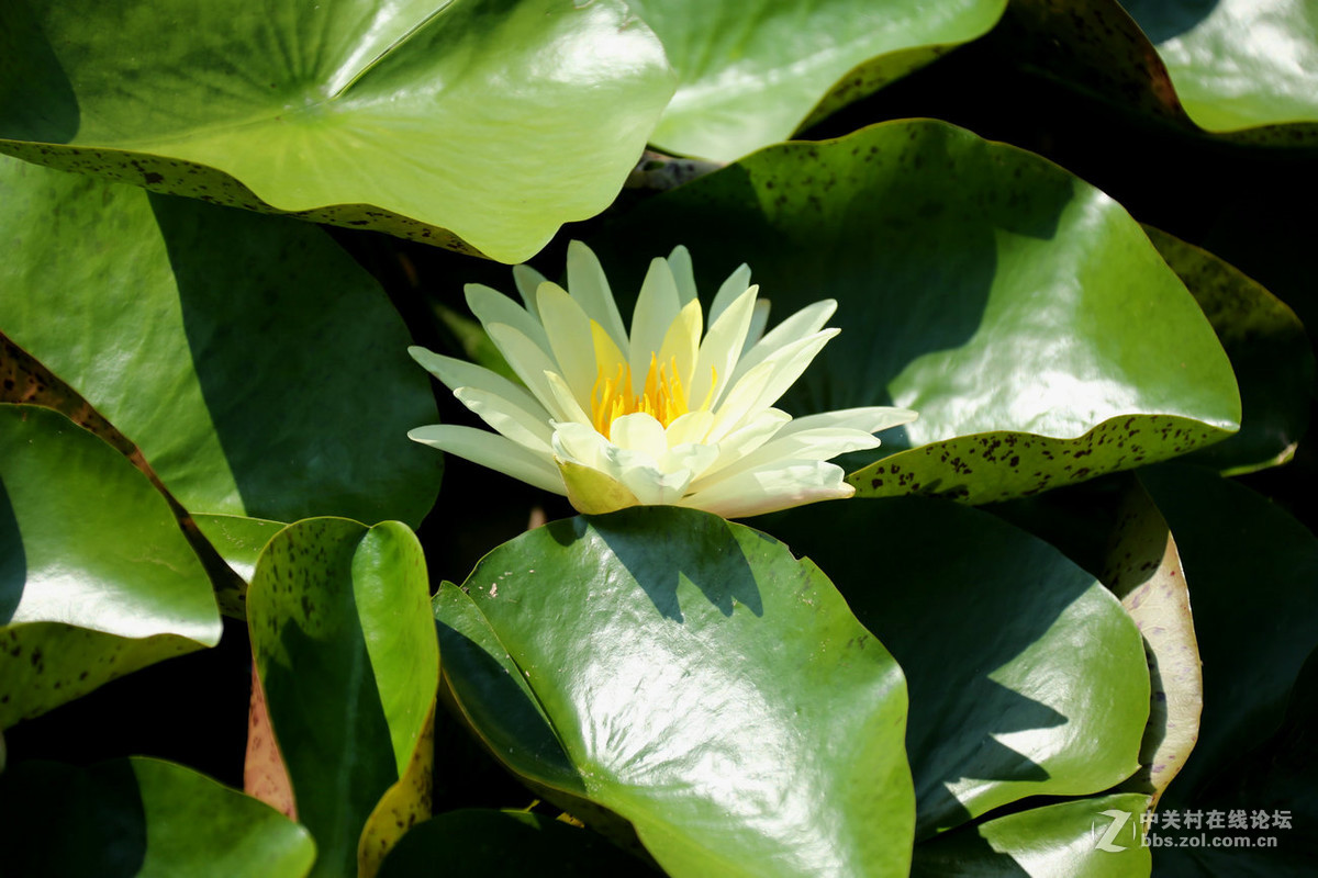 我赞美睡莲低调的品格